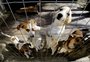 Cães e gatos: conheça o "posto de saúde" gratuito para animais em Porto Alegre