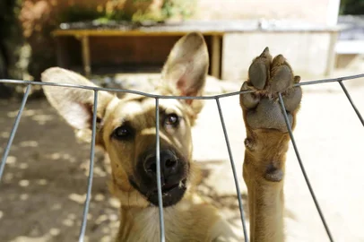 VIAMÃO, RS, BRASIL, 07/03/2018-  Unidade de saúde animal Victória, primeiro SUS  animal da região.(FOTOGRAFO: ANDERSON FETTER / AGENCIA RBS)