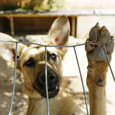 VIAMÃO, RS, BRASIL, 07/03/2018-  Unidade de saúde animal Victória, primeiro SUS  animal da região.(FOTOGRAFO: ANDERSON FETTER / AGENCIA RBS)