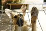 FOTOS: conheça o "posto de saúde" para animais em Porto Alegre