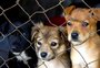 Projeto de deputado gaúcho prevê adoção de pets por escolas estaduais