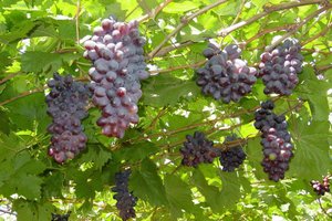 Ver Descrição / Ver Descrição