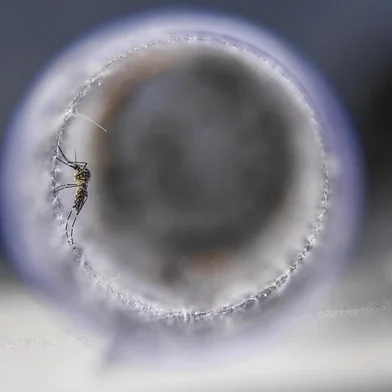  View of Aedes aegypti mosquitoes infected with a bacteria that prevents them from spreading dengue, Zika and chikungunya, before their release at Ilha do Governador in Rio de Janeiro, Brazil, on August 29, 2017.The mosquitoes will infect others in their species, reducing the population which transmits the diseases.   / AFP PHOTO / Apu GomesEditoria: HTHLocal: Rio de JaneiroIndexador: APU GOMESSecao: epidemic and plagueFonte: AFPFotógrafo: STF