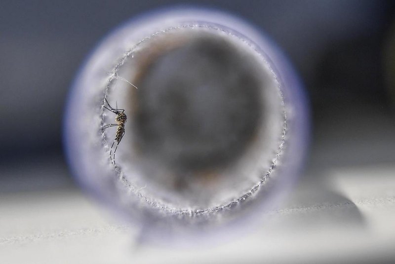  View of Aedes aegypti mosquitoes infected with a bacteria that prevents them from spreading dengue, Zika and chikungunya, before their release at Ilha do Governador in Rio de Janeiro, Brazil, on August 29, 2017.The mosquitoes will infect others in their species, reducing the population which transmits the diseases.   / AFP PHOTO / Apu GomesEditoria: HTHLocal: Rio de JaneiroIndexador: APU GOMESSecao: epidemic and plagueFonte: AFPFotógrafo: STF