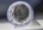 Chikungunya: dividida em três fases, doença tem sintomas de início súbito e chance de provocar dor crônica