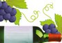Quer produzir vinho colonial? Saiba como se legalizar