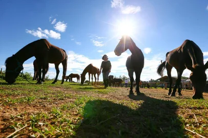  GRAVATAÍ - BRASIL- Ong Chicote Nunca Mais está sem sede para cuidar dos 28 cavalos idosos. Fair Soares, a fundadora, com os cavalos. (FOTOS: LAURO ALVES/AGENCIARBS)