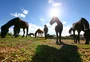 ONG que abriga animais idosos lança campanha para construir sede em Porto Alegre