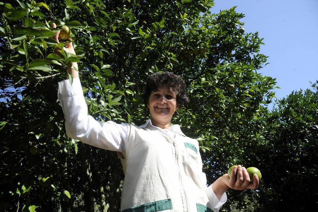 Agricultor e doceira ensinam como fazer chimia de figo, em