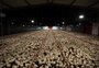 Restrição na Europa pode causar superoferta de frango no Brasil
