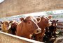 Aquecimento das exportações de gado em pé muda manejo no RS