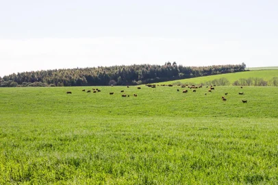  CHIAPETTA, RS, BRASIL, 19-08-2016. Integração lavoura, pecuária e floresta, na propriedade de Produtor Ruben Kudiess, em Chiapetta (Mateus Mitsuo Asada/Especial)Indexador: Mittsuo Fotografia