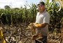 Ataques de javalis fazem produtores abandonarem o cultivo de milho 