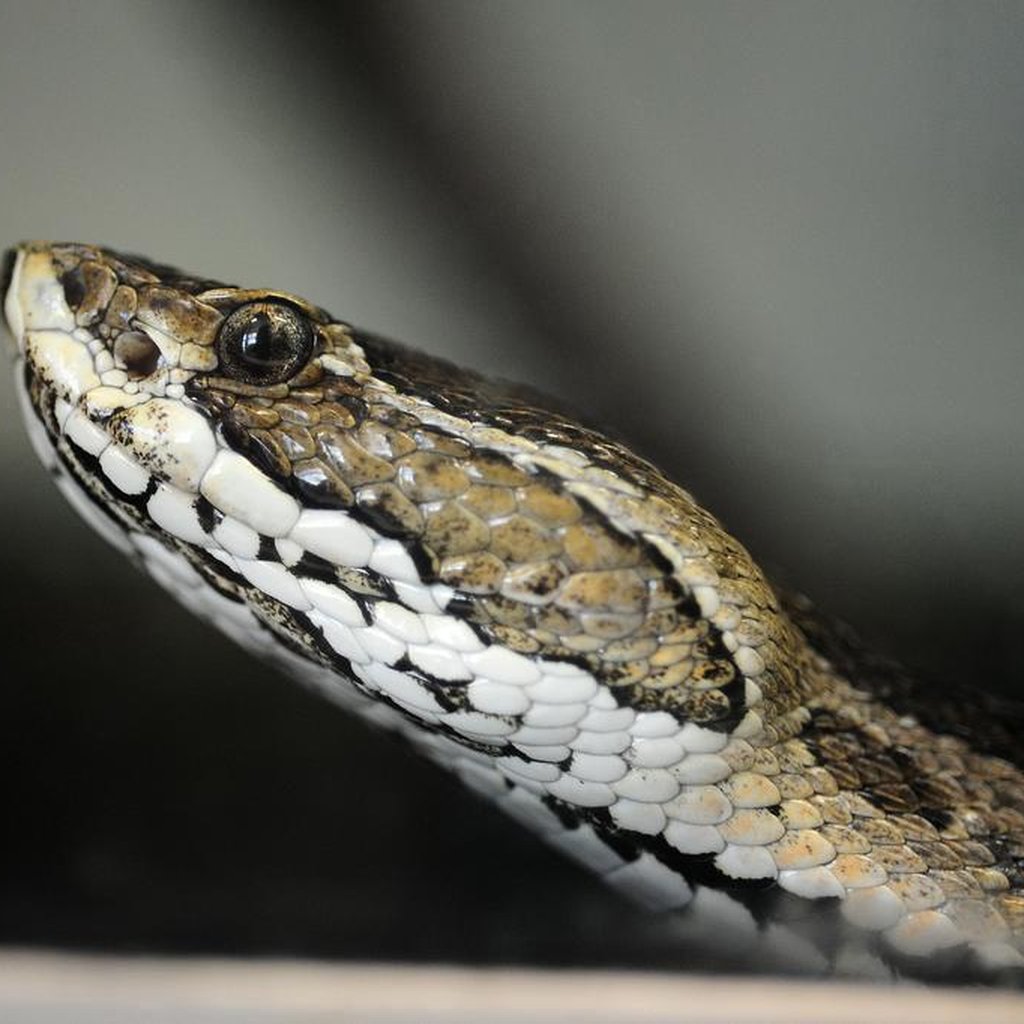 Cobra mais venenosa do Brasil é resgatada pela GCM no litoral de SP, Santos e Região