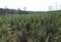 Operação conjunta entre Brasil e Paraguai apreende quase 900 toneladas de maconha