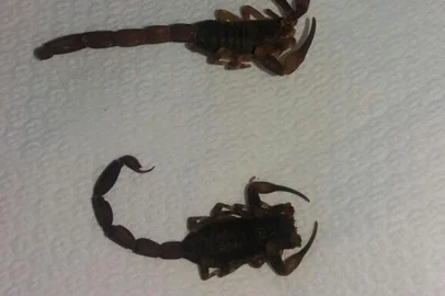 Escorpião Tityus Costatus