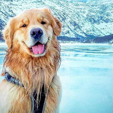 Jesse, morador de BC, largou tudo para percorrer a América Latina em um fusca com seu cachorro, o Shurastey
