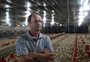 Sistema de integração na produção de frangos reforça dependência no campo
