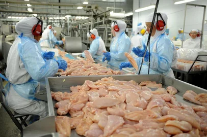  aumeto do consumo de frango.No ano passado casa brasileiro comeu 47,4 quilos da ave. Foram 3,4 quilos a mais do que em 2010.Indexador:                                 