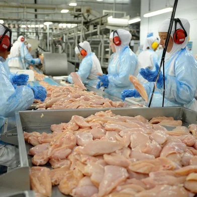  aumeto do consumo de frango.No ano passado casa brasileiro comeu 47,4 quilos da ave. Foram 3,4 quilos a mais do que em 2010.Indexador:                                 