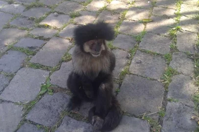 Macaquinho chama a atenção dos funcionários da  Estação de Tratamento de Água (ETA) Parque da Imprensa, localizado no bairro de Lourdes em Caxias do Sul.