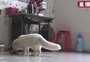 Mulher compra "cão" por R$ 680 e descobre que o animal é uma raposa