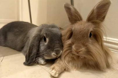 Coelhos de Mariana Bassi Puhlmann