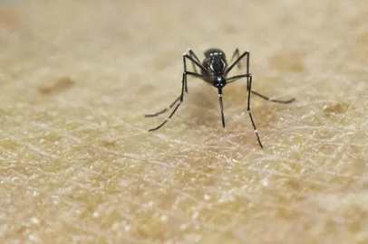 Rios Zika outbreak matches Asian virus: study(FILES) This file photo taken on January 25, 2016 shows an Aedes Aegypti mosquito photographed on human skin in a laboratory of the International Training and Medical Research Training Center (CIDEIM) in Cali, Colombia.  The mosquito-borne Zika virus behind last years outbreak in Rio de Janeiro closely resembles another strain from Asia and may have been introduced by Pacific Island athletes, researchers said April 12, 2016. Their report in the journal PLOS Neglected Tropical Diseases offers the first detailed analysis of the outbreak in a Latin American city, and gives further weight to the hypothesis that Zika may have been brought to Brazil by foreign visitors who came to compete in a canoe championship in late 2014. / AFP PHOTO / LUIS ROBAYOEditoria: HTHLocal: CaliIndexador: LUIS ROBAYOSecao: epidemic and plagueFonte: AFPFotógrafo: STR