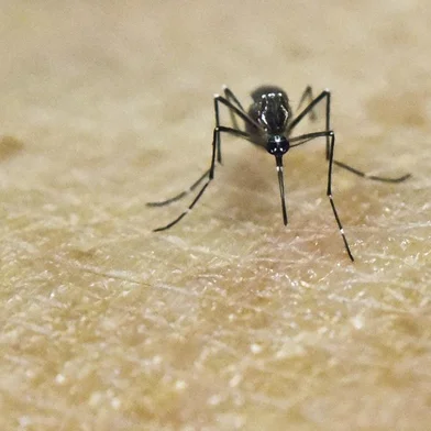 Rios Zika outbreak matches Asian virus: study(FILES) This file photo taken on January 25, 2016 shows an Aedes Aegypti mosquito photographed on human skin in a laboratory of the International Training and Medical Research Training Center (CIDEIM) in Cali, Colombia.  The mosquito-borne Zika virus behind last years outbreak in Rio de Janeiro closely resembles another strain from Asia and may have been introduced by Pacific Island athletes, researchers said April 12, 2016. Their report in the journal PLOS Neglected Tropical Diseases offers the first detailed analysis of the outbreak in a Latin American city, and gives further weight to the hypothesis that Zika may have been brought to Brazil by foreign visitors who came to compete in a canoe championship in late 2014. / AFP PHOTO / LUIS ROBAYOEditoria: HTHLocal: CaliIndexador: LUIS ROBAYOSecao: epidemic and plagueFonte: AFPFotógrafo: STR