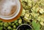 Cervejas artesanais impulsionam plantio de lúpulo no RS