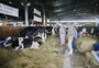 É preciso repensar o modelo da Expoleite e da Fenasul