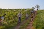 Tour do Vinho, passeio de bike pelas vinícolas de Flores da Cunha, na Serra