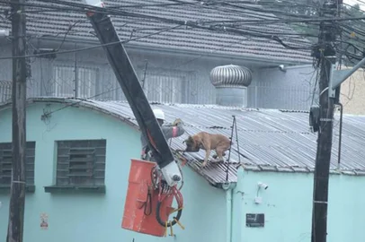 O cachorro Thor subiu no telhado de um mercado e não conseguia mais descer. Foi resgatado por um trabalhador. Foi na Rua Tronca, no bairro Rio Branco, em Caxias.