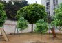 ONG planta árvores frutíferas em escolas de Porto Alegre e busca mais locais para o projeto