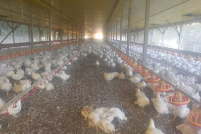Frangos em propriedade na Terceira Légua, em Caxias, começam a morrer por falta de ração.