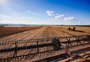 Projeção de safra recorde no RS reflete aumento da área cultivada
