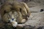  SAPUCAIA DO SUL, RS, BRASIL, 26/04/2012: O leão, chamado Jerônimo, descansa em seu espaço no Parque Zoológico de Sapucaia do Sul, localizado às margens da BR-116, na Região Metropolitana de Porto Alegre. O Zoo completa 50 anos no dia 1º de maio. (Foto: Mateus Bruxel / Diário Gaúcho)
