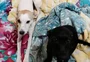 Cachorros mordem freio de mão, carro sai andando e post da dona viraliza