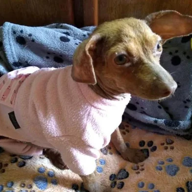 Brechó das Cachorras arrecada recursos 
