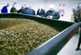Fruki começa a produzir cervejas