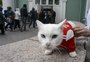 Para "gato vidente", Nigéria vence e Argentina será eliminada