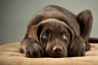 cachorro, fogos de artifício, medo, ano novo