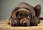Campanha reproduz em humanos o sofrimento causado por fogos de artifício em animais; veja o vídeo