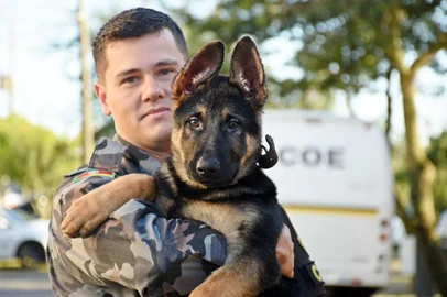Desde a sexta-feira, o canil do 12º Batalhão de Polícia Militar de Caxias do Sul tem um novo reforço: Sinbad, um cão de três meses da raça pastor alemão. O nome do novo membro da equipe foi escolhido pelo comandante Jorge Emerson Riba e é uma homenagem a um cachorro que serviu na Marinha Americana durante a Segunda Guerra Mundial. Na foto, Soldado Saldanha com o novo integrante do canil.