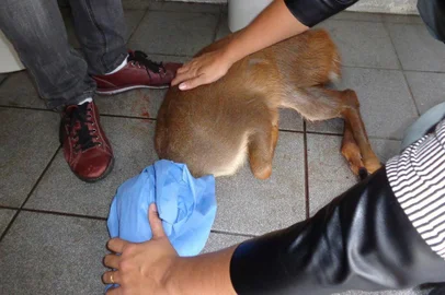 Desde o ano passado, mais de 50 animais silvestres vítimas de acidentes foram resgatados em Caxias
