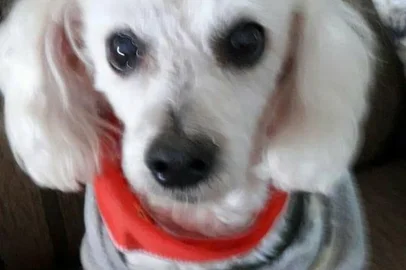 Mulher tem carro e cachorro roubados ao tentar ajudar motorista sem gasolina