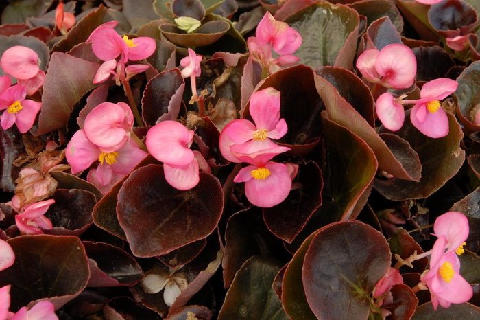 Dicas para cuidar das flores no inverno e espécies da estação