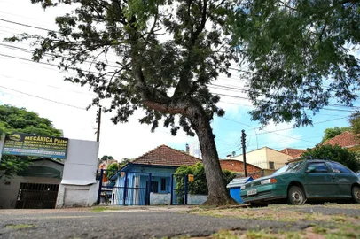  PORTO ALEGRE, RS, BRASIL - 03/03/2017 : Demora no atendimento a solicitações de poda de árvores em Porto Alegre. Na foto: árvore ameaça cair sobre a casa da dona Salete Henriques, de 63 anos, na Rua Francisco de Assis, 638, bairro Santo Antônio. (FOTO: BRUNO ALENCASTRO/AGÊNCIA RBS)