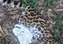Ameaçado de extinção no RS, gato silvestre é encontrado morto na Zona Sul