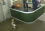 VÍDEO: homens se assustam com invasão de pitbull brincalhão em loja
